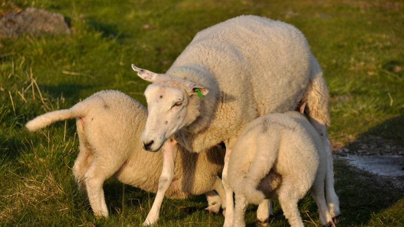 Viktigheten av egen nasjonal matproduksjon