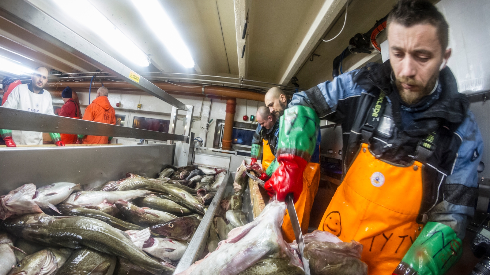 Norsk fiskeripolitikk er ikke omfattet av EØS-avtalen. Skreien er på vei inn til Vesterålen, til Myre Fiskemottak og Gunnar Klo.