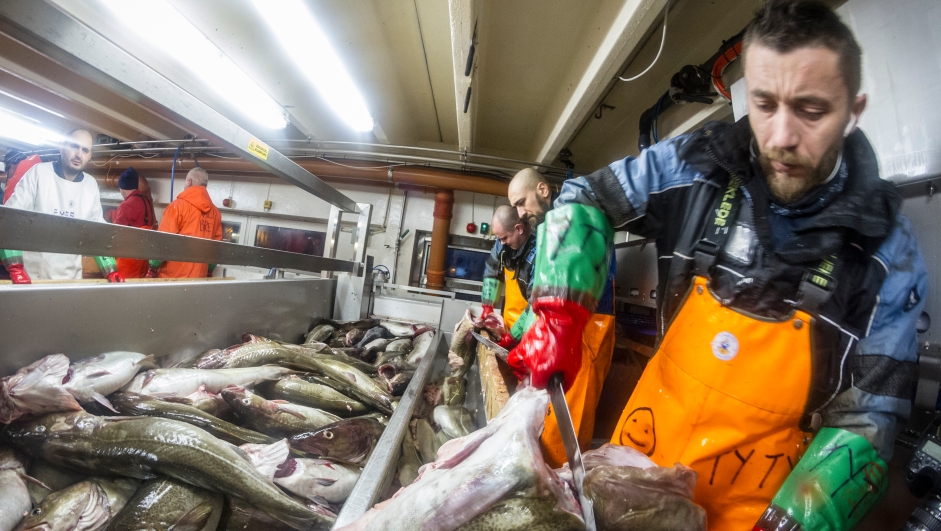 Myre 30.01.2017 : Torskefiske. Skreien er på vei inn til Vesterålen. Myre Fiskemottak og Gunnar Klo. Stø og nyksund. Foto: Thor Nielsen Norsk fiskeripolitikk er ikke omfattet av EØS-avtalen. Skreien er på vei inn til Vesterålen, til Myre Fiskemottak og Gunnar Klo.