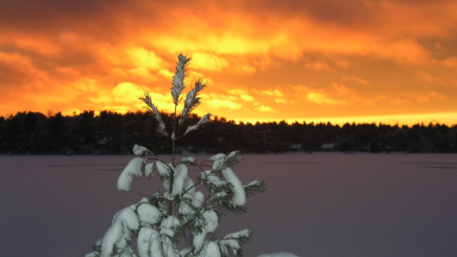 Medlemsavis desember 2021