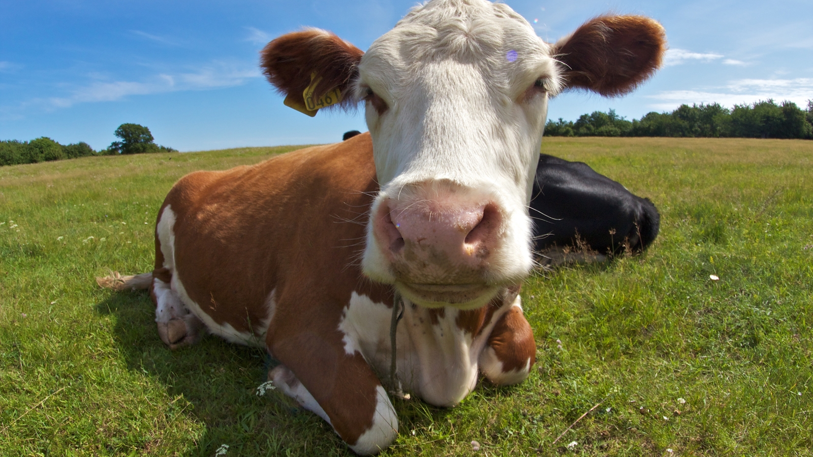 EU og Mercosur har underskrevet gigaavtale!